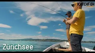 Barschangeln im Frühsommer am Zürichsee - iCatchFish #Perch #Barsch #angeln