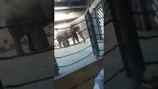 Я со Слоником