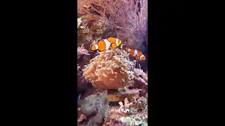 Эту музыку можно слушать вечно! Красивая музыка Сергей Грищук для души и отдыха