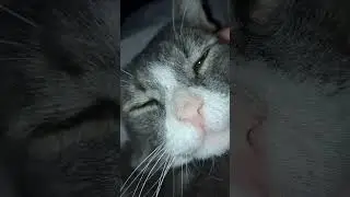 Бывший бездомный кот Степан снова пришёл ласкаться ночью.#котдома #бездомныйкот #котик #виделивидео