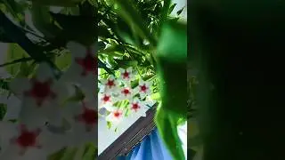 Цветение 