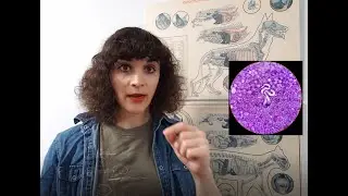 Heartworm: How Climate Change Kills