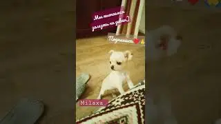 #mila #reels #dog #motivation #new #simba #shorts