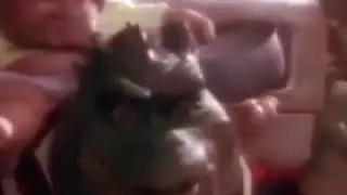 хочу шпак