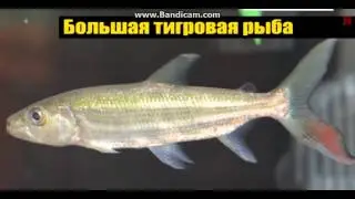 7 Реально Существующих Зверей