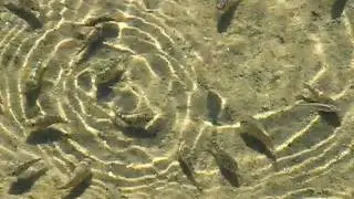 Warm Mineral Springs--January 2011 #7