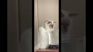 А какая твоя любимая еда?