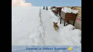 Малыш корги и снег