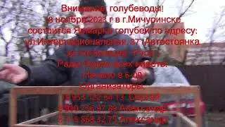 Анонс ярмарки голубей 18.11.23