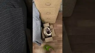 А как ваши котики вечер проводят?