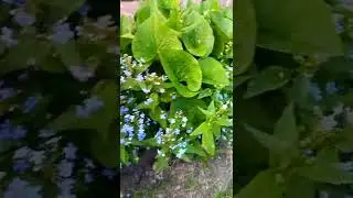 Бруннера. (садовая незабудка)