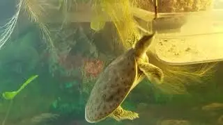 Spiny Soft Shell Turtle Aquarium Set Up - Food Tray basking burying tray.