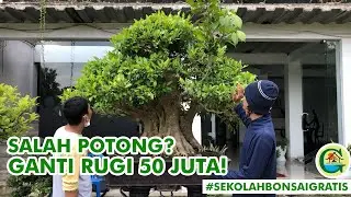 REPOSISI DAN PEMILIHAN CABANG PADA BONSAI JADI || #SEKOLAHBONSAIGRATIS
