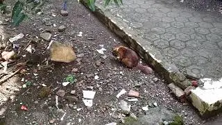 Nangis kucingnya di makan burung di sangkar😁🤣🤣 