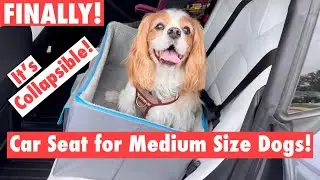 The Perfect Medium Dog Safety Booster Car Seat?! WeGo Doggo Review (tested in a 2021 Tesla Model 3)