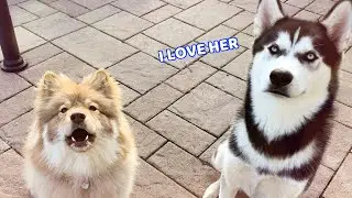 Huskies Play With the ULTIMATE Fluff!