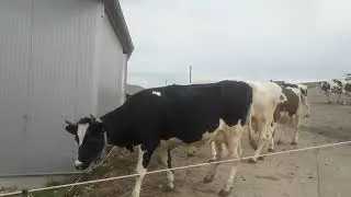 овардани говхо аз чарогох то ферма👍👈