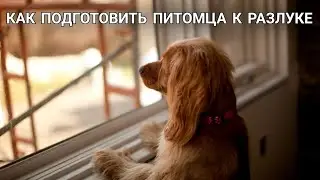 5 Рабочих СОВЕТОВ | как Подготовить ПИТОМЦА к РАЗЛУКЕ🐾