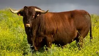 Ganadería de raza retinta - Cádiz