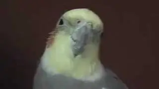 Keeker