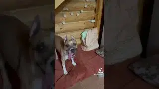 Дети в шоке, Мама гелия хлопнула😂