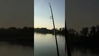 Oare cat are? #carp #carpfishing #fish #hobby #boilies #cpk #fox #fishing