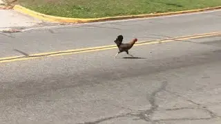 Clarksville residents are going crazy over mystery chicken that crosses busy road