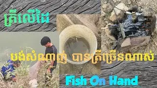 បង់សំណាញ់ បានត្រីច្រើនណាស់ ត្រីលើដៃ-Fish On Hand 
