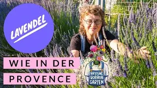 Achtung ⚠️ das ist in Wirklichkeit gar kein (echter) Lavendel