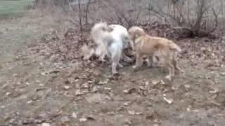 Golden Romp