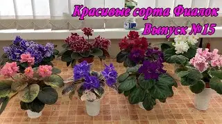 Красивые сорта Фиалок(Выпуск №15)