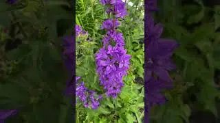Clustered Bell Flower (Campanula) In Blooms June 2023