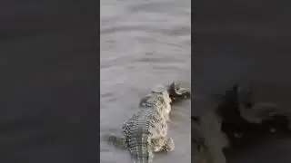 Crocodile Vs Python Fight