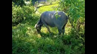 BUFFALO