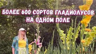 В Ботаническом саду цветет более 600 сортов гладиолусов