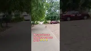 Собачка на самовыгуле😪🙏 #рекомендации #shorfs #собака #гулькевичи #кубань