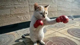 A cute little cat in the street stands up and hits my hand like Mike Tyson