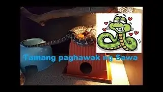 HANDLING A PYTHON LIVE