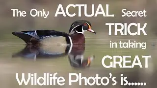 The ONLY wildlife photo tip you need