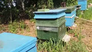 Первые успехи в выводе маток!