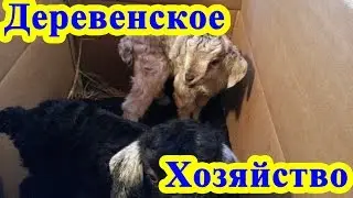 Деревенское хозяйство