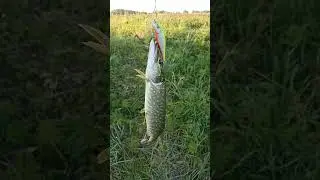 Может Сом а может Щука...
