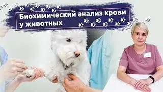 Биохимический анализ крови у животных: Основные показатели и их значение