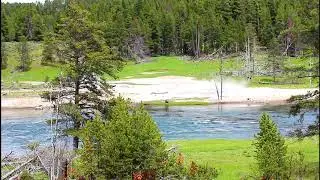 Yellowstone Bison