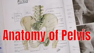 Anatomy of Pelvis | pelvis region | anatomy of pelvis in Urdu/Hindi | 2020