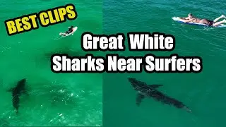 Best Footage of Great White Sharks Near Surfers 4K
