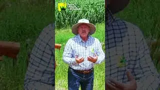 Siembra Mecanizada de Estrella Africana