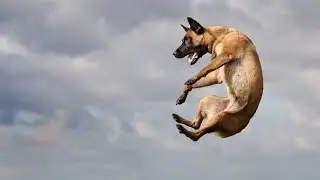 Сборник потрясающих видео с Малинуа - бельгийской овчаркой 2024 / collection videos from malinois