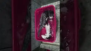 Otters are coming off