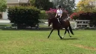 EMC Entourage - International Pony Stallion